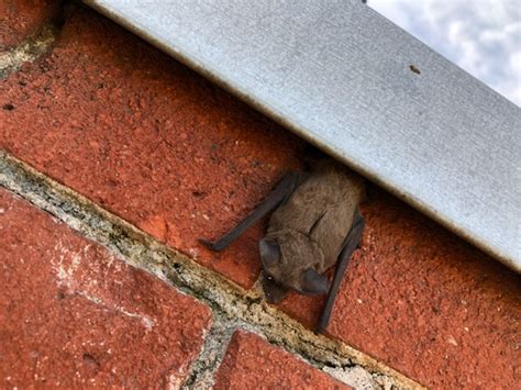 bats in attic problems